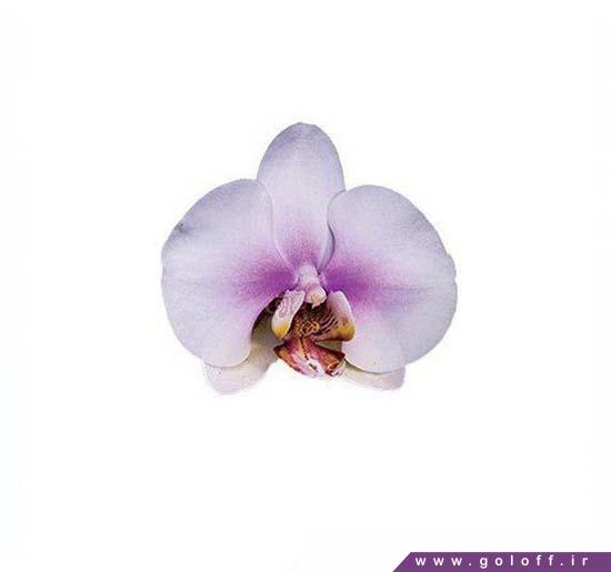 گل ارکیده فالانوپسیس اوکایاما - Phalaenopsis Orchid | گل آف